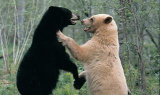 大熊猫是熊科还是猫科 大熊猫属于熊科还是猫科
